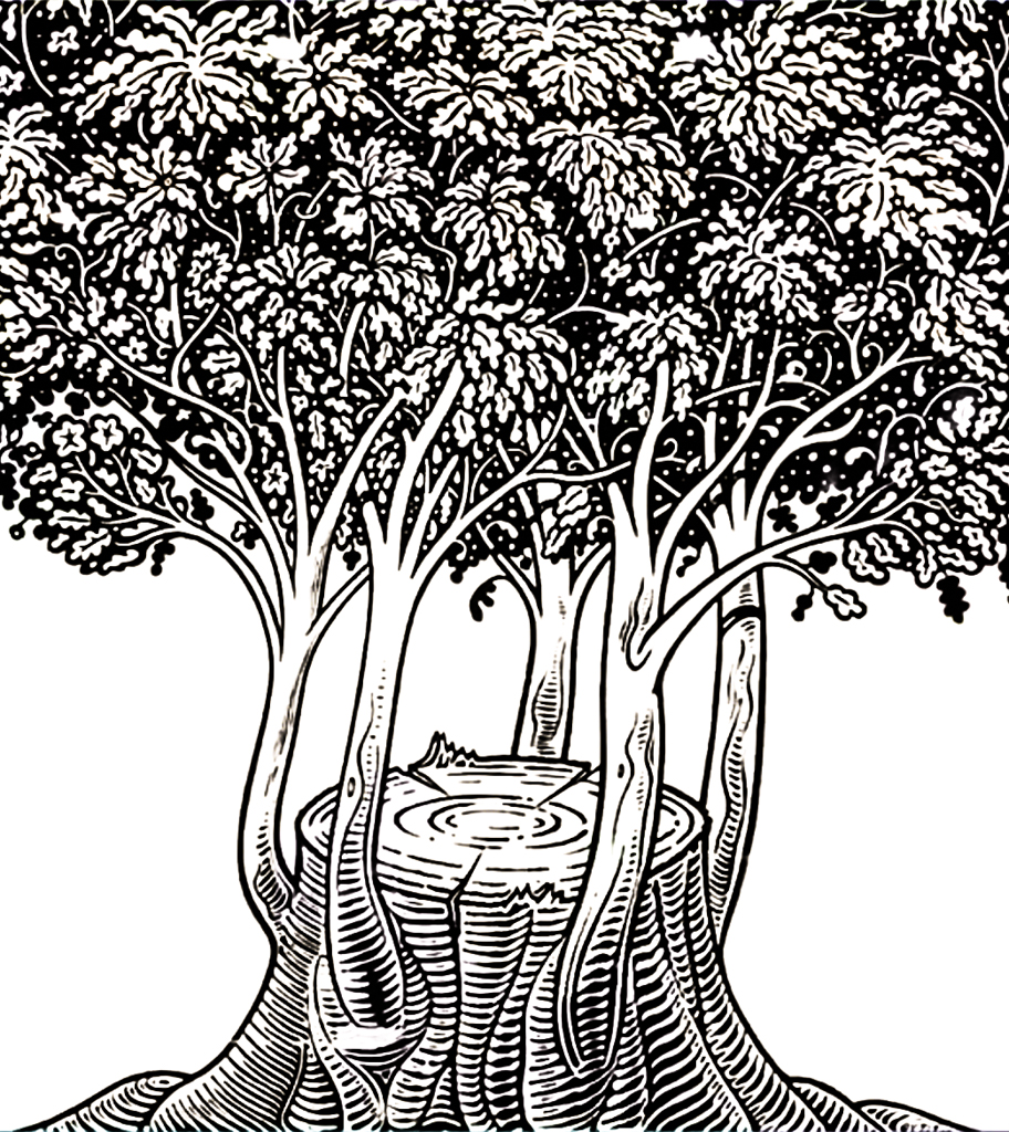 coppice as resilience a coppice as a model for resilience; print by István Orosz