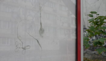 „Rysunki Glonowe” – wystawa prac Piotra Bosackiego w Galerii Szewska
